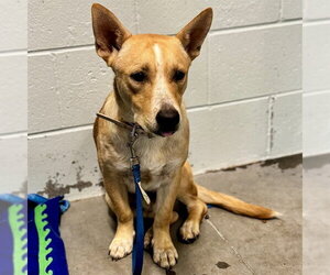 Carolina Dog-Unknown Mix Dogs for adoption in Tavares, FL, USA
