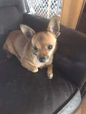 Chihuahua Dogs for adoption in ashville, OH, USA
