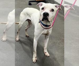 Medium Photo #1 Boxer Puppy For Sale in Forestville, MD, USA