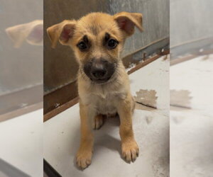 German Shepherd Dog Dogs for adoption in Conroe, TX, USA