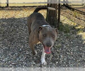 American Pit Bull Terrier Dogs for adoption in Martinez, CA, USA