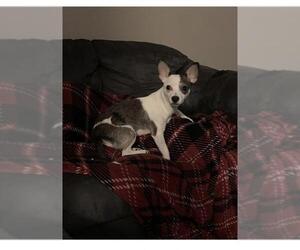 Rat Terrier Dogs for adoption in San Angelo, TX, USA