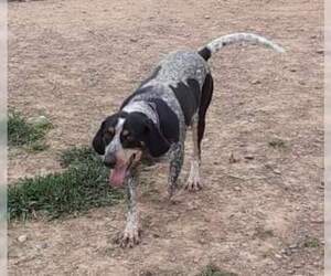Bluetick Coonhound Dogs for adoption in Augusta, WV, USA