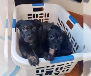 Medium Photo #1 Treeing Walker Coonhound-Unknown Mix Puppy For Sale in Dedham, MA, USA