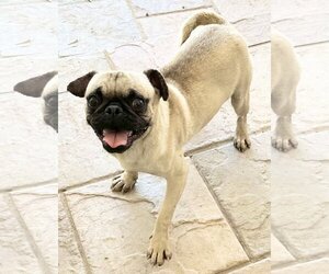 Pug-Unknown Mix Dogs for adoption in Phoenix, AZ, USA
