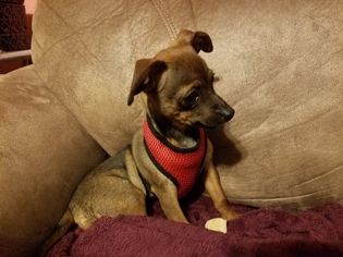 Chiweenie Dogs for adoption in Rathdrum, ID, USA