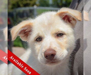 Great Pyrenees-Unknown Mix Dogs for adoption in Huntley, IL, USA