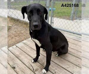Great Dane-Unknown Mix Dogs for adoption in Conroe, TX, USA