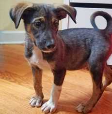 Mutt Dogs for adoption in Palatine, IL, USA