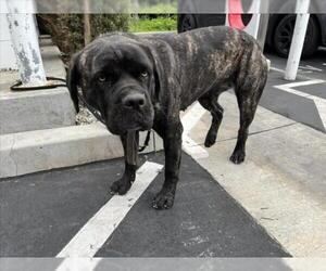 Mutt Dogs for adoption in Rancho Cucamonga, CA, USA