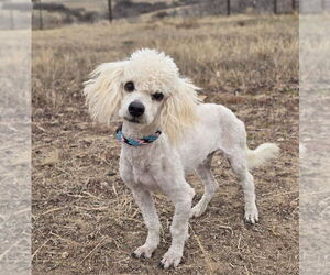 Poodle (Miniature)-Unknown Mix Dogs for adoption in Lakewood, CO, USA