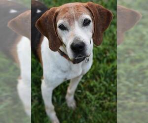 Treeing Walker Coonhound Dogs for adoption in Pacolet, SC, USA