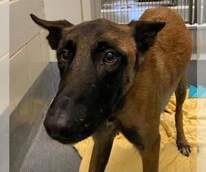 Mutt Dogs for adoption in San Antonio, TX, USA