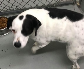 Beagi Dogs for adoption in Fredericksburg, VA, USA