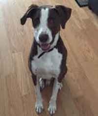 Lab-Pointer Dogs for adoption in CHANDLER, AZ, USA