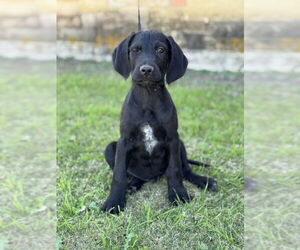 Labradoodle Dogs for adoption in PIPE CREEK, TX, USA