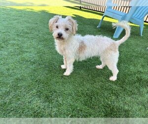 Maltese-Unknown Mix Dogs for adoption in Santa Clara, CA, USA