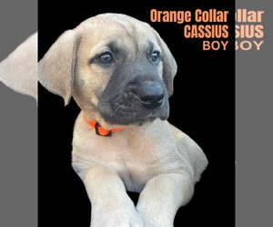 Anatolian Shepherd-Rhodesian Ridgeback Mix Dogs for adoption in Higley, AZ, USA