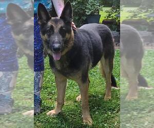 German Shepherd Dog Dogs for adoption in Winston Salem, NC, USA