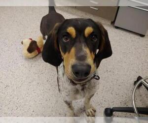 Bluetick Coonhound Dogs for adoption in Brighton, CO, USA