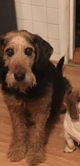 Airedale Terrier Dogs for adoption in Albemarle, NC, USA