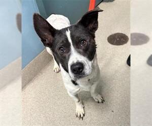 Beagle-Unknown Mix Dogs for adoption in Newton, NC, USA