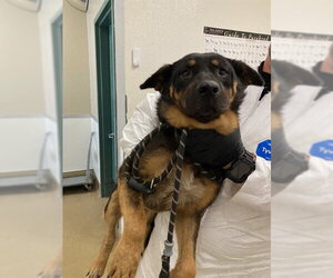 Shepweiller Dogs for adoption in Santa Maria, CA, USA