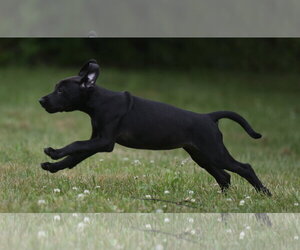 Medium Photo #2 Labrador Retriever-Unknown Mix Puppy For Sale in Mechanicsburg, PA, USA