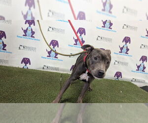 American Pit Bull Terrier-Unknown Mix Dogs for adoption in Orlando, FL, USA