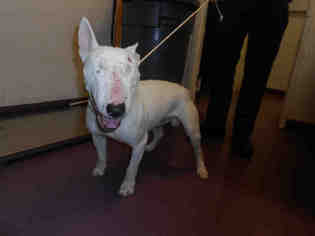 Bull Terrier Dogs for adoption in Long Beach, CA, USA
