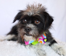 Brussels Griffon Dogs for adoption in Carrollton, TX, USA