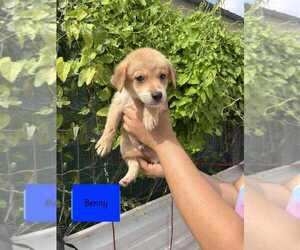 Spaniel-Welsh Corgi Mix Dogs for adoption in Brewster, NY, USA