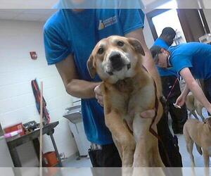Anatolian Shepherd Dogs for adoption in Fayetteville, NC, USA