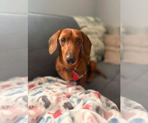 Dachshund Dogs for adoption in St. Louis Park, MN, USA