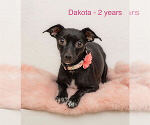 Mutt Dogs for adoption in Oakley , CA, USA