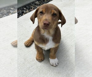 Dachshund-Unknown Mix Dogs for adoption in Newport Beach, CA, USA