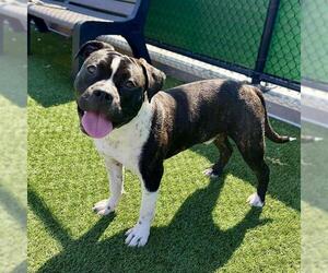 Bulldog-Staffordshire Bull Terrier Mix Dogs for adoption in San Francisco, CA, USA