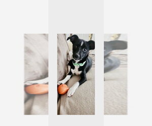 Mutt Dogs for adoption in Mooresville, NC, USA