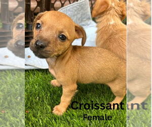 Cairn Terrier-Dachshund Mix Dogs for adoption in San Diego , CA, USA