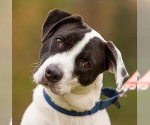 Lab-Pointer Dogs for adoption in Ann Arbor, MI, USA
