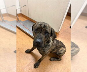 Mastiff-Unknown Mix Dogs for adoption in Sacramento, CA, USA