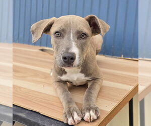 American Pit Bull Terrier-Unknown Mix Dogs for adoption in Lakewood, CO, USA