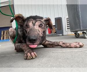 German Shepherd Dog-Unknown Mix Dogs for adoption in Bakersfield, CA, USA