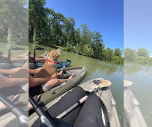 American Bulldog Dogs for adoption in FRAMINGHAM, MA, USA