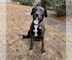 Labrador Retriever-Unknown Mix Dogs for adoption in Boston, MA, USA