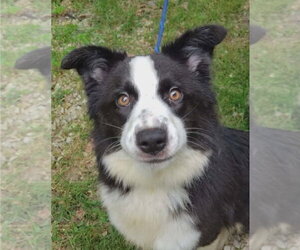 Border Collie Dogs for adoption in Bloomingdale, NJ, USA