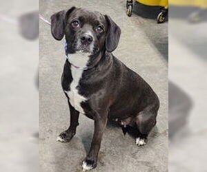 Beagle-Unknown Mix Dogs for adoption in Evansville, IN, USA
