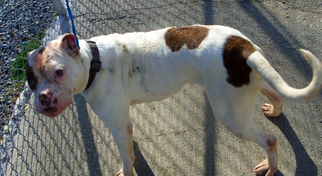 Medium Photo #1 American Bulldog-Unknown Mix Puppy For Sale in Rockaway, NJ, USA