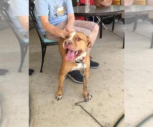 American Pit Bull Terrier-Unknown Mix Dogs for adoption in Orange, CA, USA