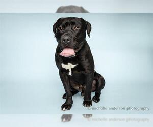 Mastiff Dogs for adoption in Corona, CA, USA
